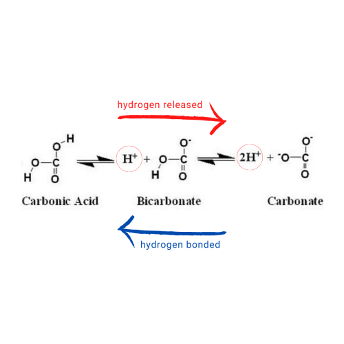 carbonate bicarbonate hardness